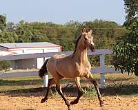 white-on-hind-feet