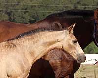 bridled-passion-farm-andalusian-horse