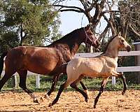 pre-andalusians-horse