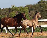 andalusians-horse