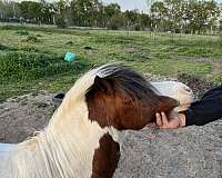 amha-amhr-pinto-mare-stallion
