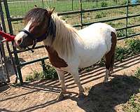 pinto-mare-stallion-for-sale