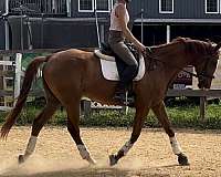 chestnut-socks-wide-blaze-horse