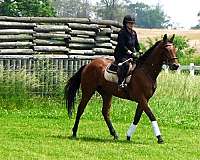 fusaichi-pegasus-gelding