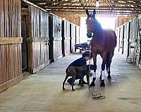the-factor-horse