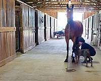 the-factor-gelding