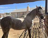 dressage-arabian-horse