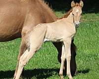 dorsal-stripe-small-star-horse
