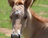 dun-dorsal-stripe-small-star-horse