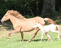 dun-it-tennessee-walking-horse