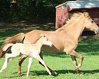 dun-roan-tennessee-walking-horse