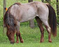 dun-roan-filly-tennessee-walking-horse