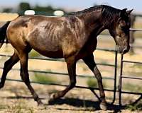 payment-andalusian-horse