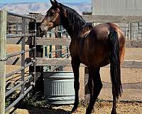 price-negotiable-andalusian-horse