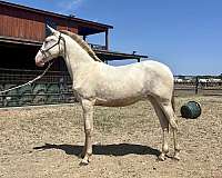 weaned-andalusian-horse
