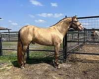 yearling-filly-andalusian-horse
