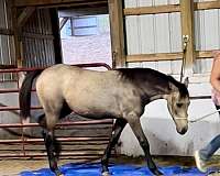 gray-buckskin-horse