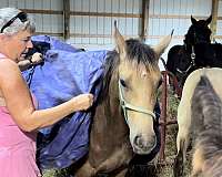 quarter-cross-friesian-horse