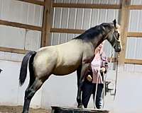 gray-buckskin-friesian-horse