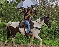 trail-gaited-donkey-spotted-saddle