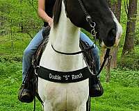 husband-safe-donkey-spotted-saddle