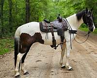 tobiano-mare-spotted-saddle-donkey
