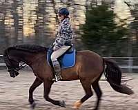 andalusian-gelding-pony
