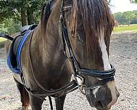 available-andalusian-pony