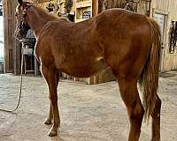freckles-playboy-yearling