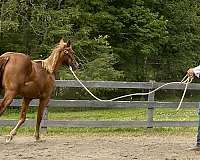 excel-yearling