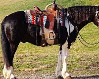 15-hand-gypsy-vanner-horse
