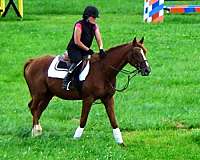athletic-thoroughbred-horse