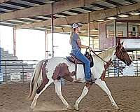 ranch-versatility-standardbred-horse
