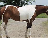 apha-paint-horse