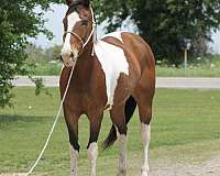 auction-paint-horse