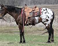 corona-appaloosa-horse