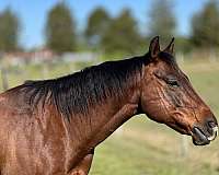 paso-fino-quarter-horse