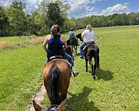 bay-trail-riding-western-pleasure-horse