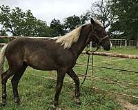 14-hand-rocky-mountain-yearling