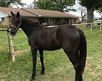 solid-black-no-markings-horse