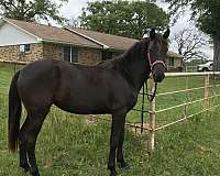 black-solid-black-no-markings-horse