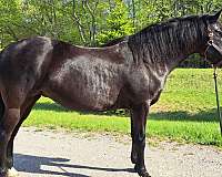 rear-left-pastern-horse