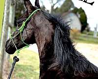 friesian-horse-for-sale