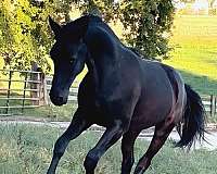 friesian-gelding