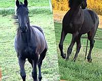 friesian-horse-for-sale