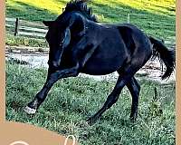 friesian-horse