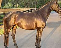 western-dressage-trakehner-horse