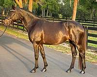 black-ata-horse