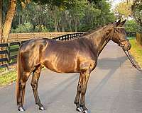 all-around-trakehner-horse