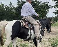 pinto-black-n-white-horse